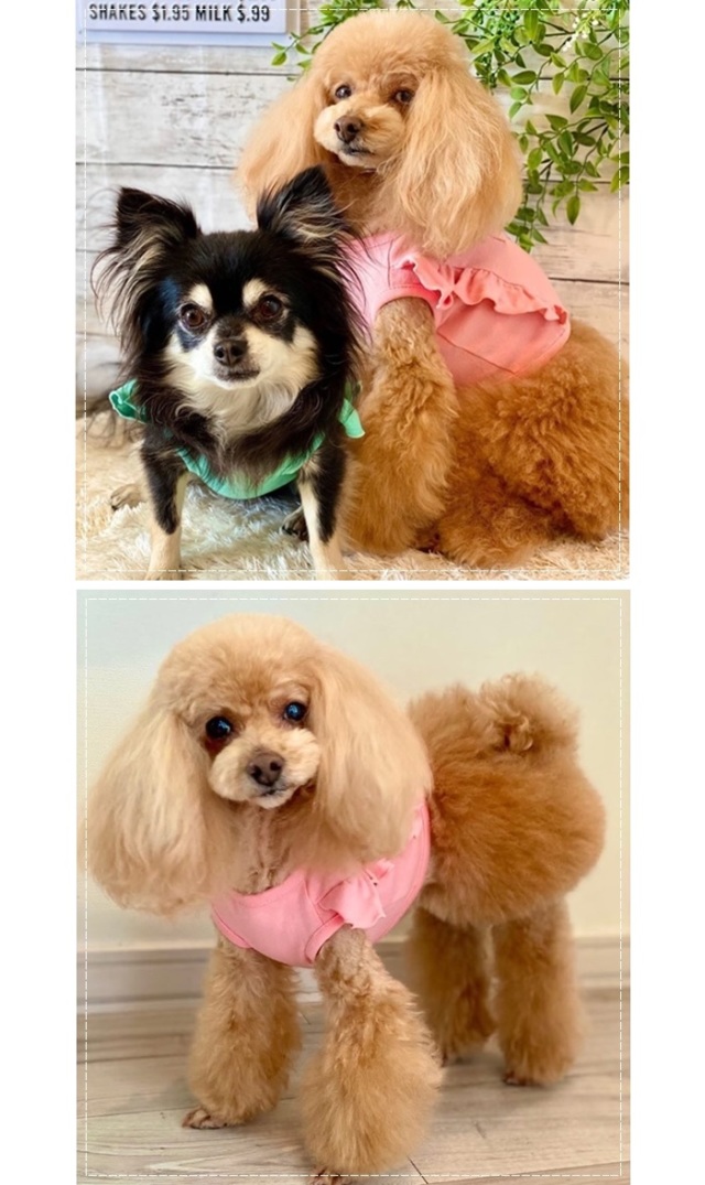 犬服 ハンドメイド パステルカラー イエロー シャーリングブラウス 可愛い小型犬の洋服通販 鎌倉ドッグ シャーベットカラートップス