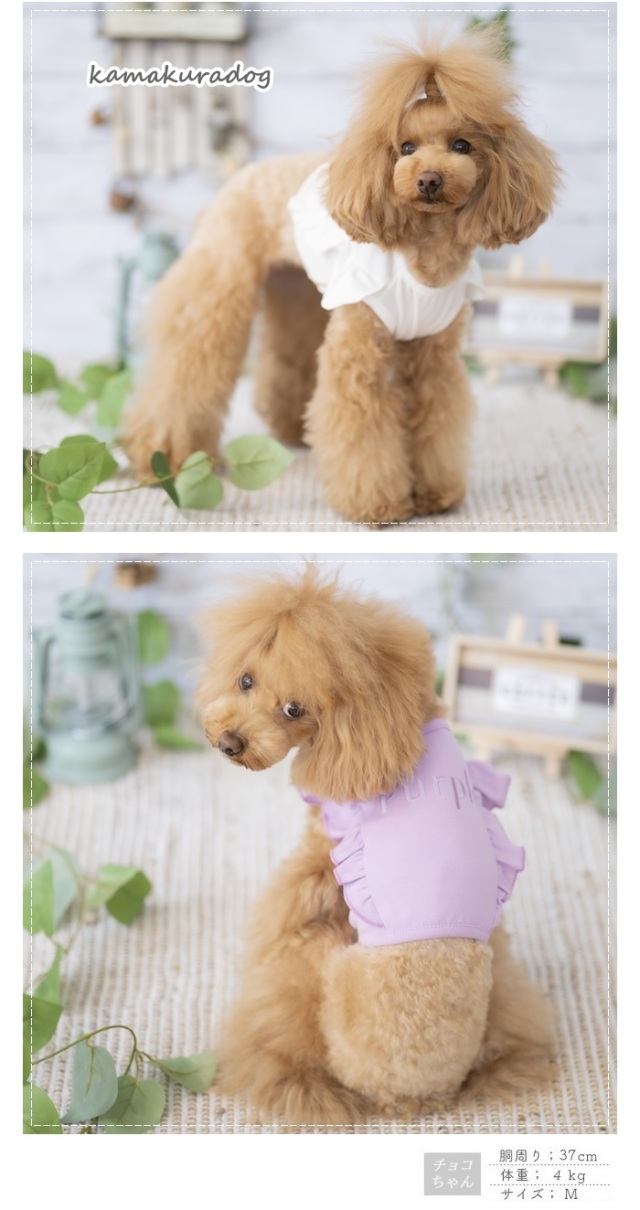 送料込み。トイプードルレッドちゃん。もふもふビッグ♡デカプー