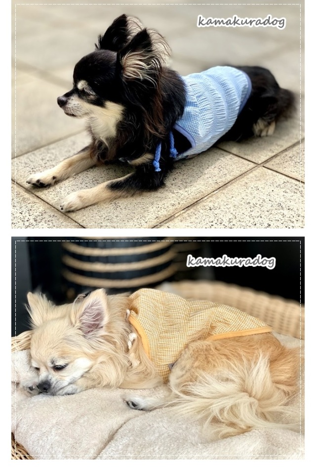 可愛い小型犬の洋服通販 鎌倉ドッグ デザインショルダーキャミ