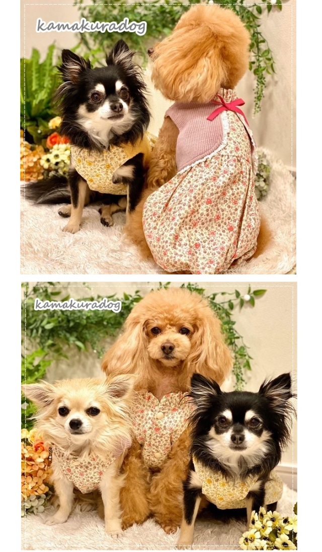 可愛い小型犬の洋服通販 鎌倉ドッグ