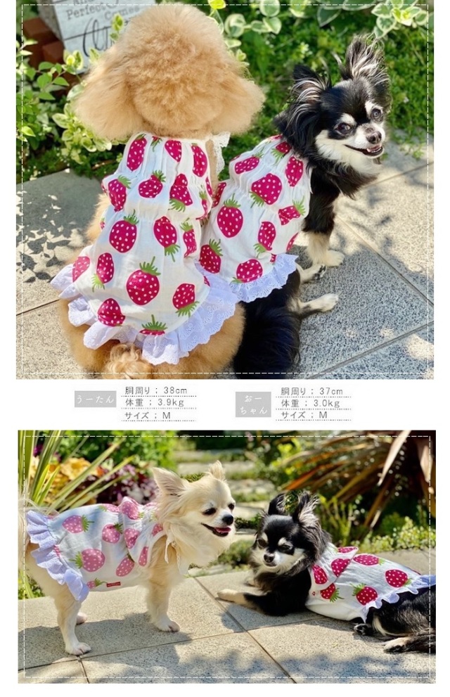 可愛い小型犬の洋服通販 鎌倉ドッグ 苺のワンピース