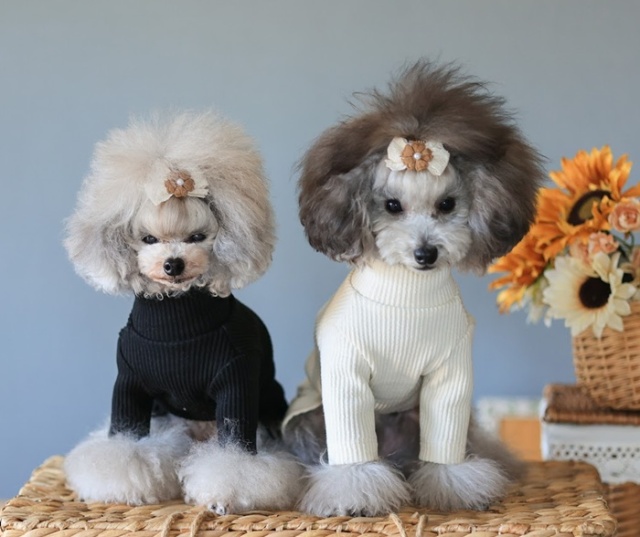 NEWハイネックワンピース 可愛い小型犬の洋服通販 鎌倉ドッグ