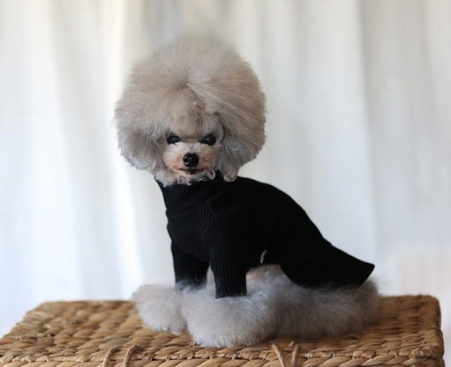 NEWハイネックワンピース 可愛い小型犬の洋服通販 鎌倉ドッグ