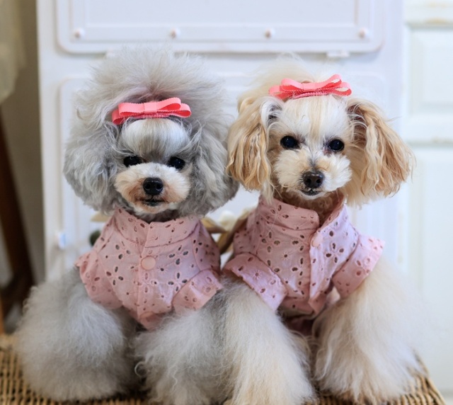 可愛い小型犬の洋服通販 鎌倉ドッグ 浴衣