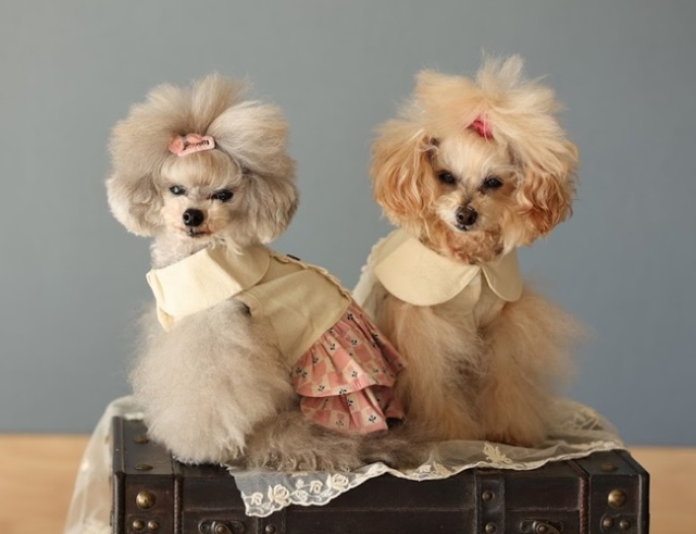 フラワーカントリーワンピース 可愛い小型犬の洋服通販 鎌倉ドッグ