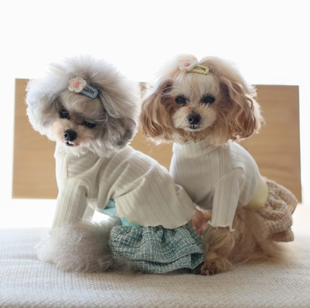 ツイードフリルスカート 可愛い小型犬の洋服通販 鎌倉ドッグ