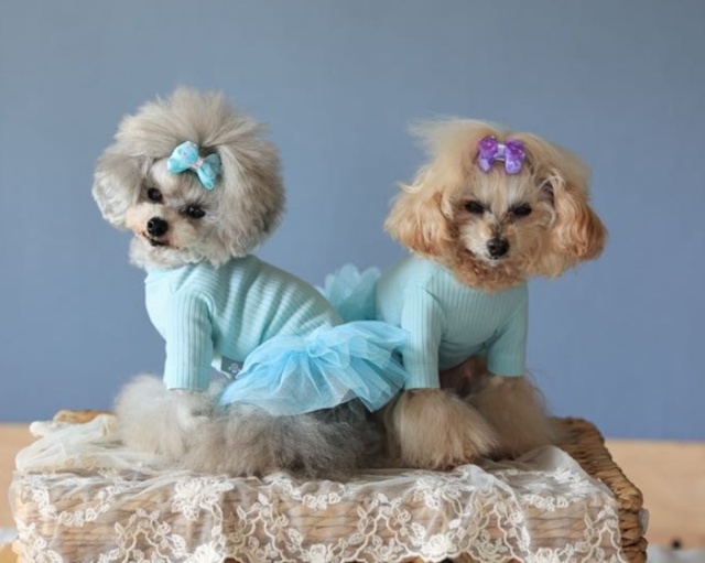 NEWインナーリブワンピース 可愛い小型犬の洋服通販 鎌倉ドッグ