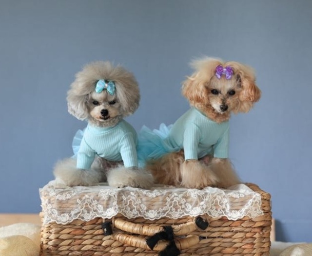 NEWインナーリブワンピース 可愛い小型犬の洋服通販 鎌倉ドッグ