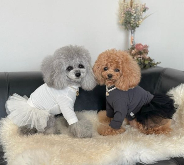 NEWインナーリブワンピース 可愛い小型犬の洋服通販 鎌倉ドッグ