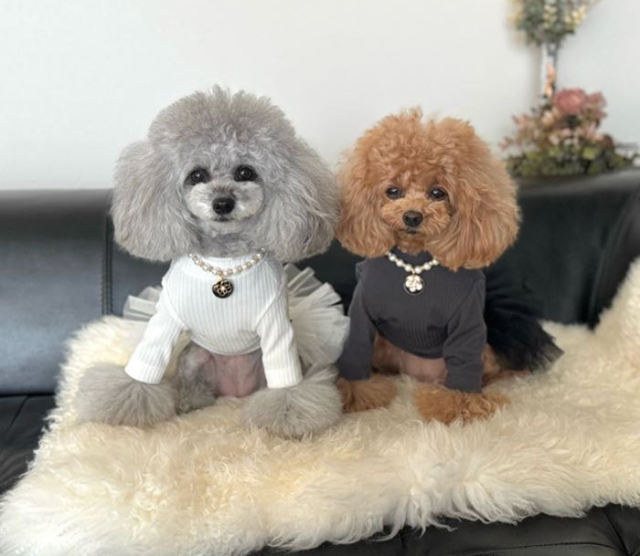 NEWインナーリブワンピース 可愛い小型犬の洋服通販 鎌倉ドッグ