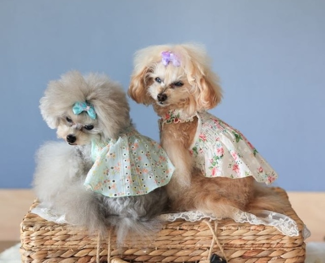 フラワーシャーリングワンピ 可愛い小型犬の洋服通販 鎌倉ドッグ