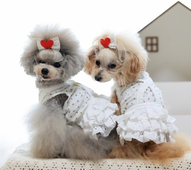 Floralレースフリルジャンパースカート＆カチューシャセット レースフリルジャンパースカート 可愛い小型犬の洋服通販 鎌倉ドッグ