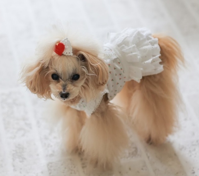 レースフリルジャンパースカート 可愛い小型犬の洋服通販 鎌倉ドッグ