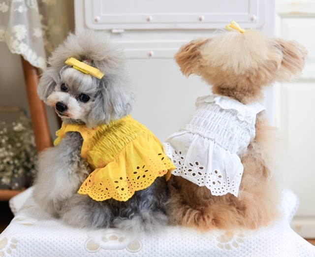 サニーレースワンピース・ヘアピン 可愛い小型犬の洋服通販 鎌倉ドッグ