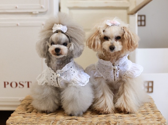 アイレットレースワンピース 可愛い小型犬の洋服通販 鎌倉ドッグ