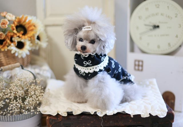 リボンドールワンピース・ケープ 可愛い小型犬の洋服通販 鎌倉ドッグ