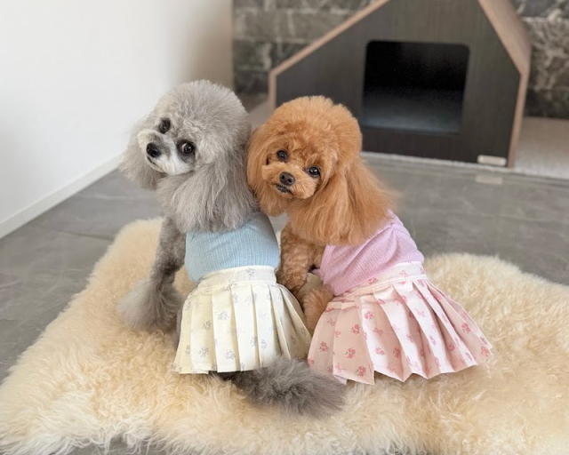 ハンドメイド犬服 ケーキプリント ドーナツバッグ風付きたっぷりギャザーワンピース ブーケプリーツワンピース 可愛い小型犬の洋服通販 鎌倉ドッグ