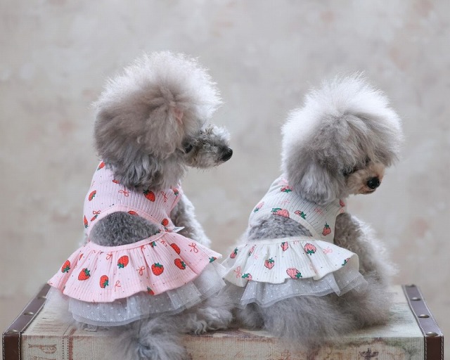 No.546•547 犬服ハンドメイド バックオープンワンピース2着 バックオープンベリーワンピ 可愛い小型犬の洋服通販 鎌倉ドッグ