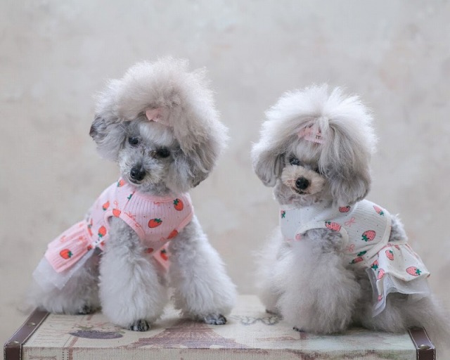 No.444•448•470 犬服ハンドメイド　バックオープンワンピース3着 バックオープンベリーワンピ 可愛い小型犬の洋服通販 鎌倉ドッグ
