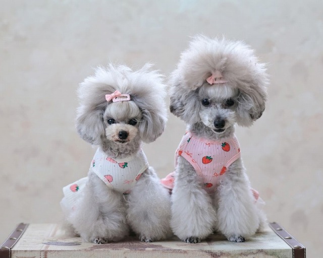 バックオープンベリーワンピ 可愛い小型犬の洋服通販 鎌倉ドッグ