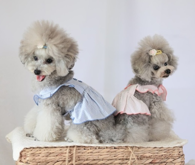 ソーダフリルワンピース 可愛い小型犬の洋服通販 鎌倉ドッグ