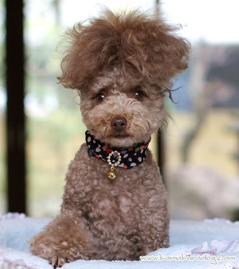 シフォンリボンネックレス