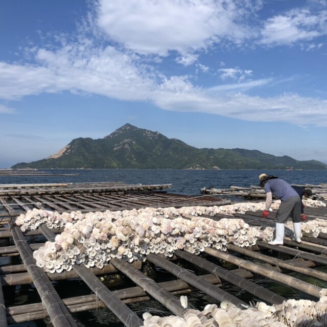 ≪冷凍≫殻付蒸かきセット（5個入り×3パック）｜広島牡蠣・広島かきの