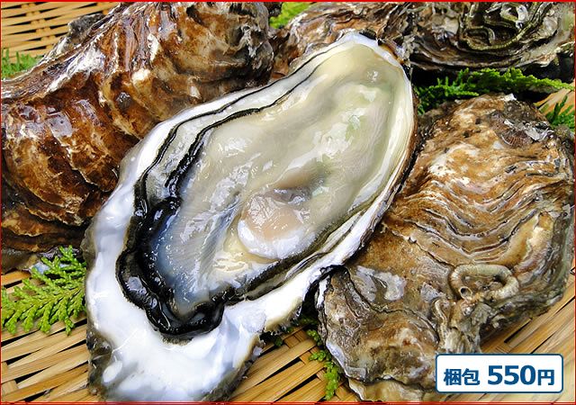 2025-93 活かき（1枚）