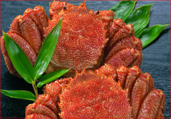 【北海道  登別・白老・虎杖浜産】毛がに ３尾セット（約450ｇ×3尾）