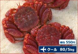 2025-5 活毛がに【中】2尾セット（1尾・380ｇ～）