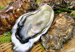 【厚岸・昆布森産】 活かき（1枚）