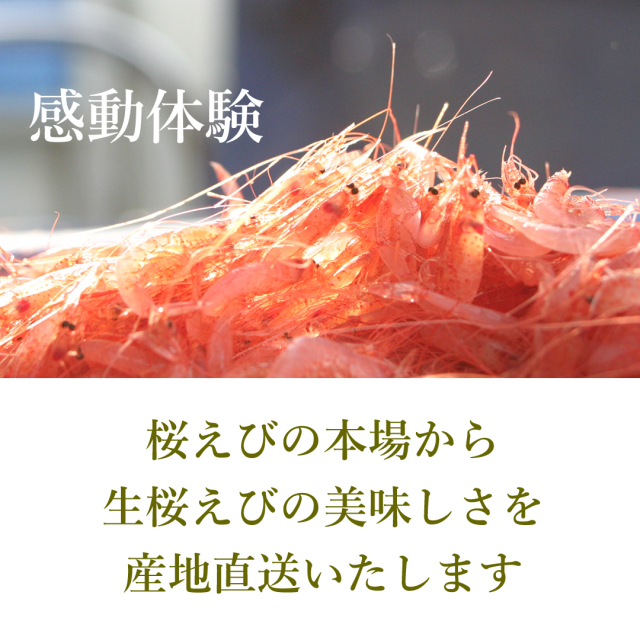 ひげ付き生桜えび100g 駿河湾産 生 お刺身 由比産