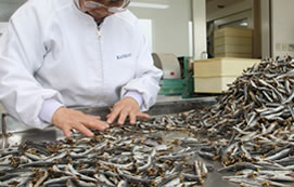 一匹ずつ選別します。