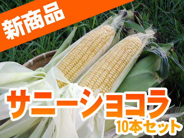 D-461 【送料無料】北海道朝もぎスイートコーン『サニーショコラ』