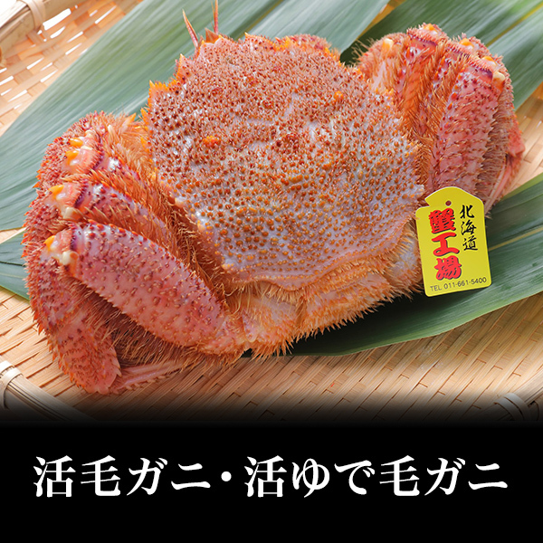 【大特価！！】　北海道産　活ゆで毛ガニ300ｇ～350ｇ位/6尾 　《冷凍》