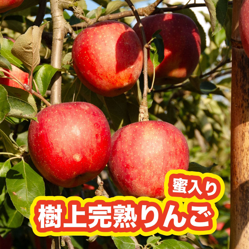 樹上完熟りんごの商品画像