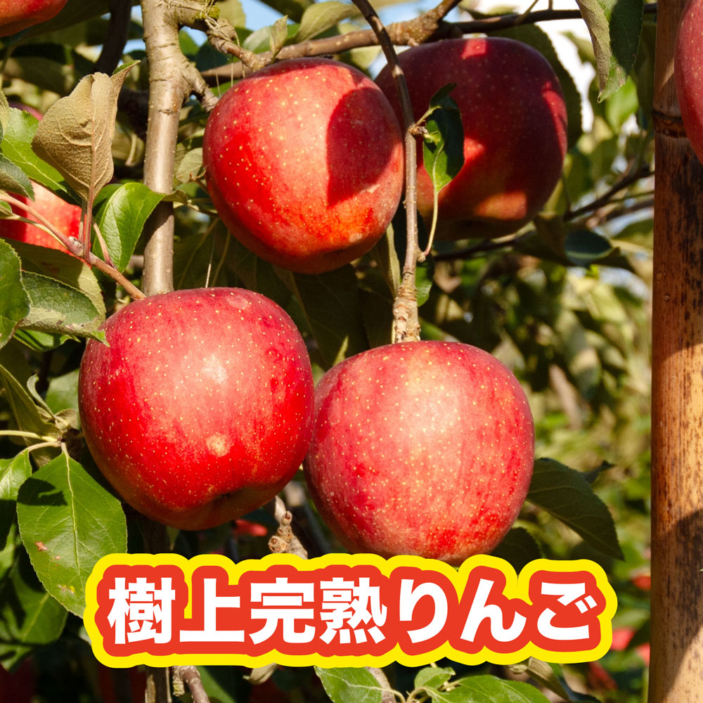 樹上完熟サンふじ