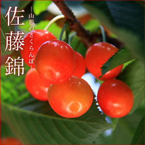 やはり【ギフト用佐藤錦700g×2】 佐藤錦 カジュアル詰め [秀/M~Lサイズ] 700g - 森からの恵み