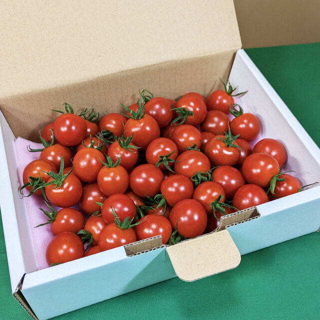 高糖度フルーツトマト 1kg［お届け時期：春：5月下旬～7月上旬、秋：10