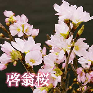 啓翁桜メイン