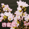 啓翁桜メイン