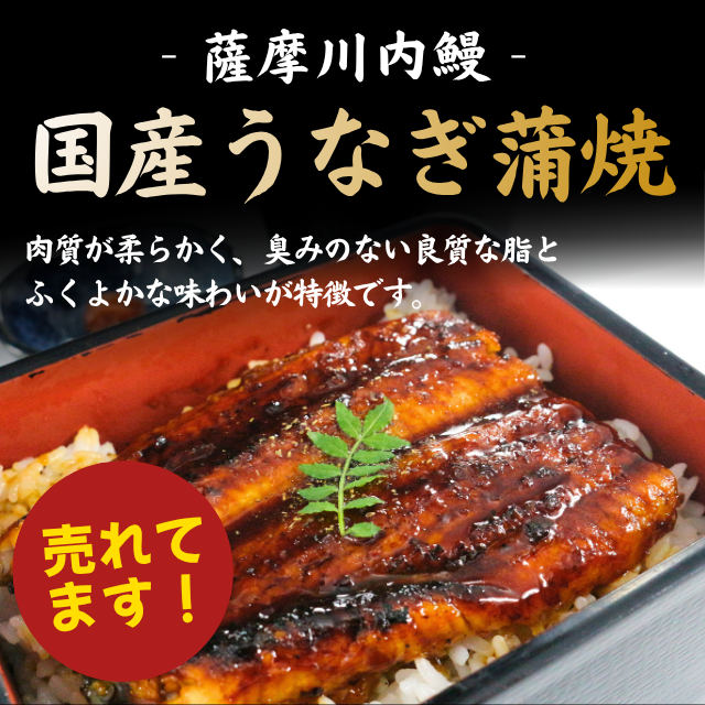 ≪225≫ 薩摩川内鰻 うなぎ蒲焼