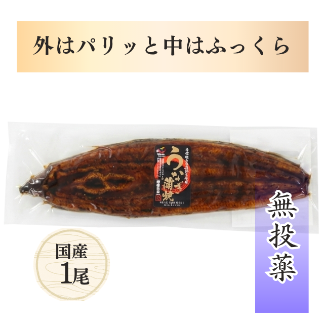 ≪225≫ 薩摩川内鰻 うなぎ蒲焼