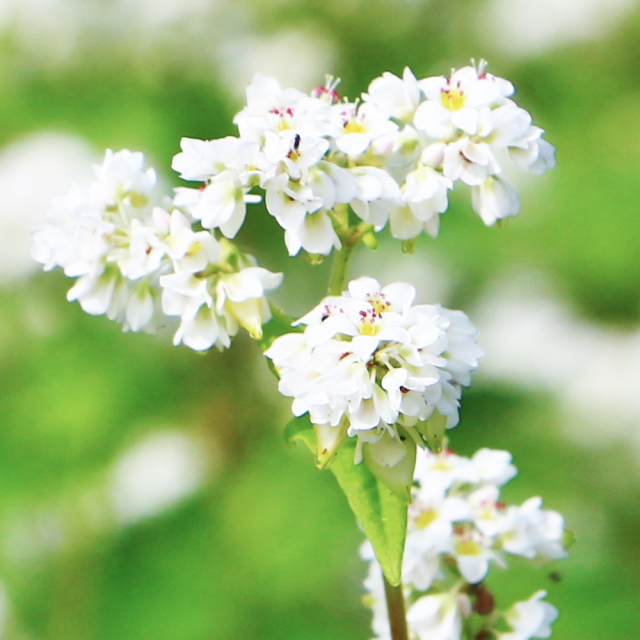 国産蜂蜜】国産そば蜂蜜1kg | 【国産】生きた蜂蜜（はちみつ）専門店