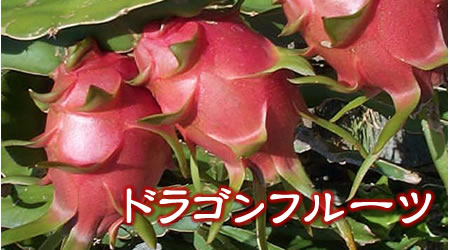 沖縄産　ドラゴンフルーツ