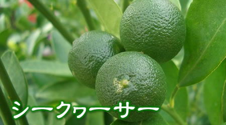 沖縄産　シークヮーサー