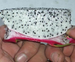 ドラゴンフルーツ白