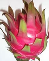 ドラゴンフルーツ赤