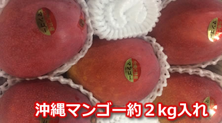 沖縄マンゴー約２ｋｇ入れ