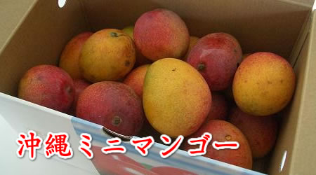 沖縄産　ミニマンゴー